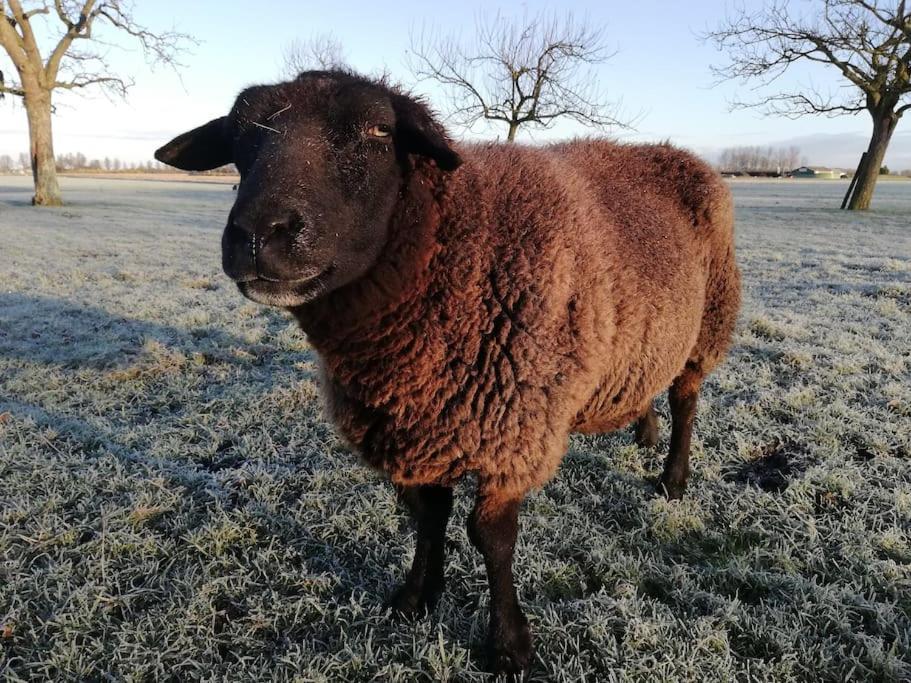 'T Winkeltje - Vakantiehuisje Op Boerderij Huize Blokland Hem Exterior foto